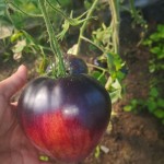pomidoras (002)